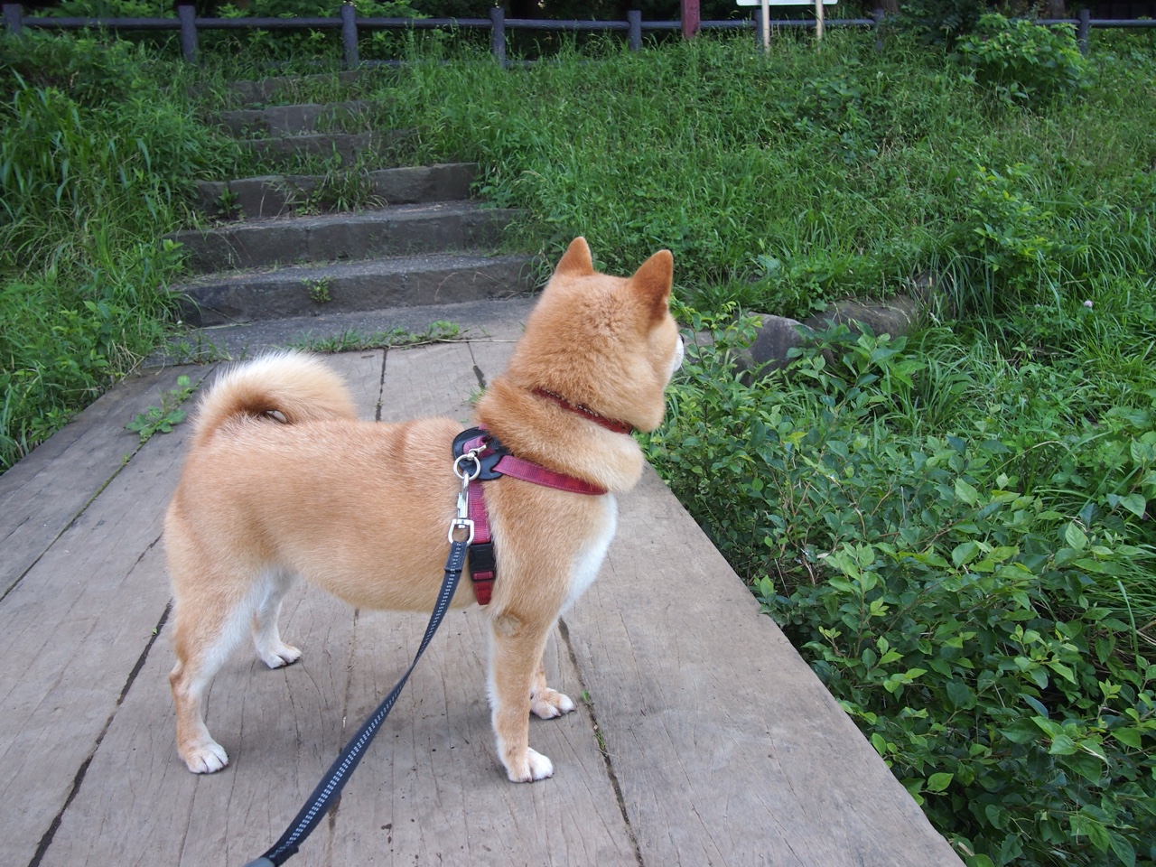 _速度飙升：城市极限赛道全攻略_，城市赛车极速漂移的兑换码