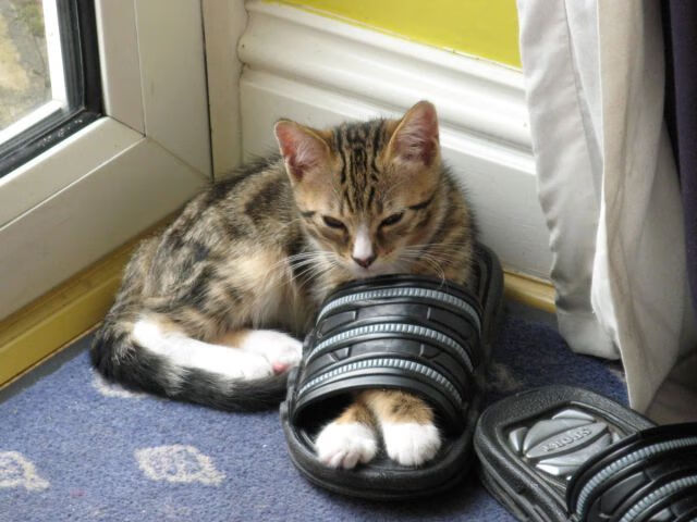 _速战速决：极速短兵相接的快节奏比赛_，速战速决的战役叫什么